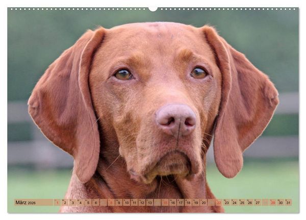 Produktbild: Magyar Vizsla - Vielseitiger Jagdhund mit Familienanschluss (hochwertiger Premium Wandkalender 2026 DIN A2 quer), Kunstdruck in Hochglanz
