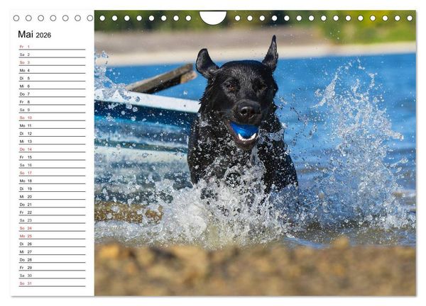 Produktbild: Labrador Retriever - Freunde f&uuml;r&acute;s Leben (Wandkalender 2026 DIN A4 quer), CALVENDO Monatskalender