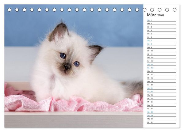 Produktbild: Heilige Birma Kitten mit Planer (Tischkalender 2026 DIN A5 quer), CALVENDO Monatskalender