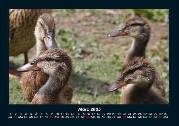 Produktbild: Enten 2025 Fotokalender DIN A4