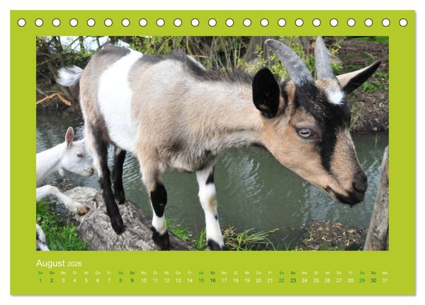 Produktbild: Ziegenkalender 2026 (Tischkalender 2026 DIN A5 quer), CALVENDO Monatskalender