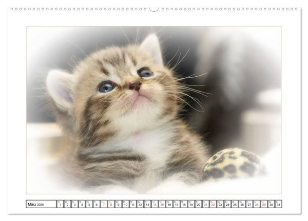 Produktbild: Katzen &ndash; Treue Begleiter (CH - Version) (hochwertiger Premium Wandkalender 2026 DIN A2 quer), Kunstdruck in Hochglanz