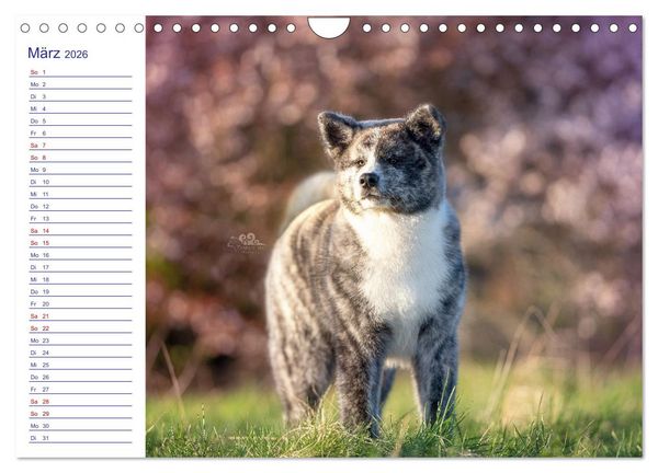 Produktbild: Japans Seelenhunde (Wandkalender 2026 DIN A4 quer), CALVENDO Monatskalender