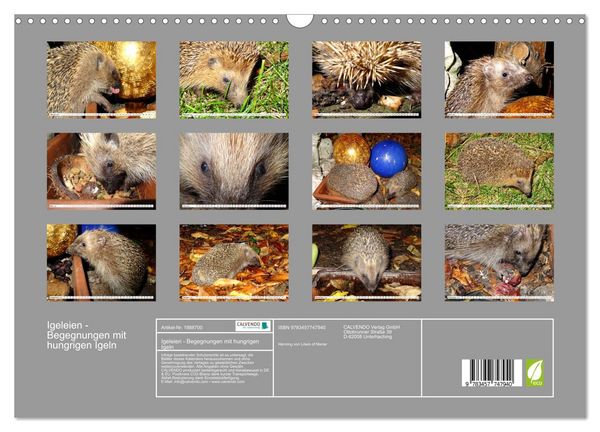Produktbild: Igeleien - Begegnungen mit hungrigen Igeln (Wandkalender 2026 DIN A3 quer), CALVENDO Monatskalender