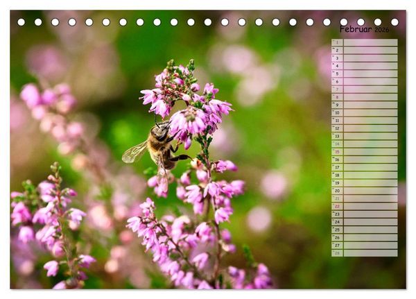 Produktbild: Heidespaziergang (Tischkalender 2026 DIN A5 quer), CALVENDO Monatskalender