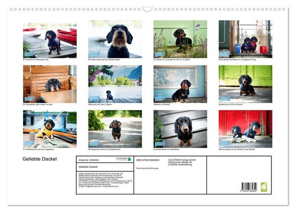 Produktbild: Geliebte Dackel (Wandkalender 2026 DIN A2 quer), CALVENDO Monatskalender