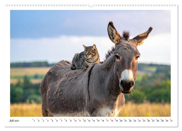 Produktbild: Kleine und gro&szlig;e Eselein (Wandkalender 2027 DIN A2 quer), CALVENDO Monatskalender