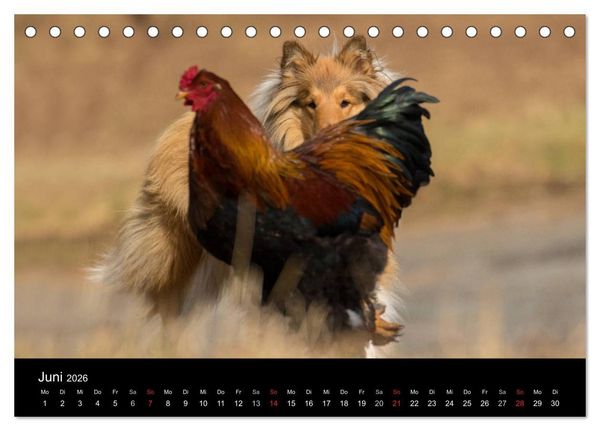 Produktbild: Ziva und ihre Freunde (Tischkalender 2026 DIN A5 quer), CALVENDO Monatskalender