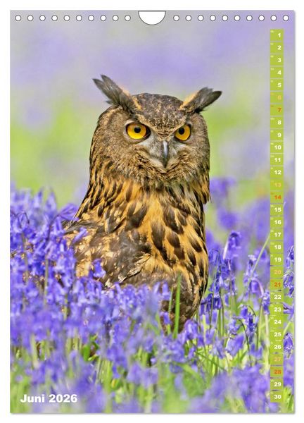 Produktbild: Eulen: In die Augen geschaut (Wandkalender 2026 DIN A4 hoch), CALVENDO Monatskalender