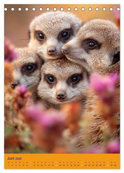 Produktbild: Die Erdm&auml;nnchen Familie - Kalender der niedlichen Tiere (Tischkalender 2026 DIN A5 hoch), CALVENDO Monatskalender