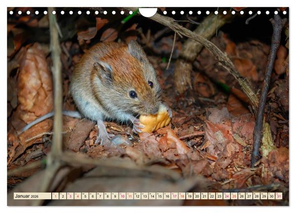 Produktbild: Kleiner Nager - Maus (Wandkalender 2026 DIN A4 quer), CALVENDO Monatskalender