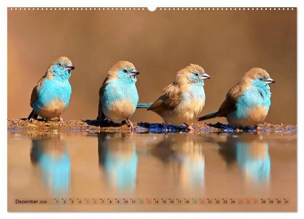 Produktbild: V&ouml;gel in Afrika - Magie der Farben (Wandkalender 2026 DIN A2 quer), CALVENDO Monatskalender