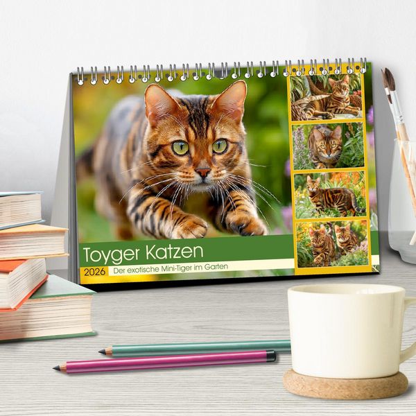 Produktbild: Toyger Katzen. Der exotische Mini-Tiger im Garten (Tischkalender 2026 DIN A5 quer), CALVENDO Monatskalender