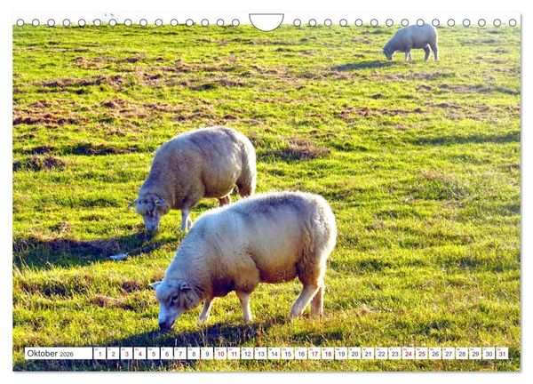 Produktbild: Am Elbdeich - Von Schiffen und Schafen (Wandkalender 2026 DIN A4 quer), CALVENDO Monatskalender