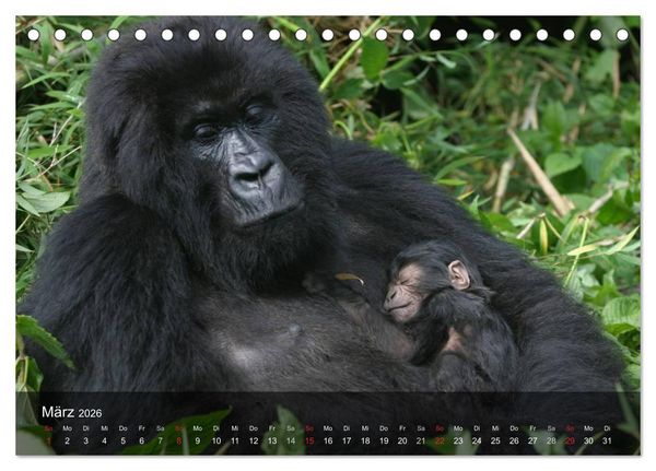 Produktbild: Menschenaffen. Gorillas, Schimpansen, Orang-Utans (Tischkalender 2026 DIN A5 quer), CALVENDO Monatskalender