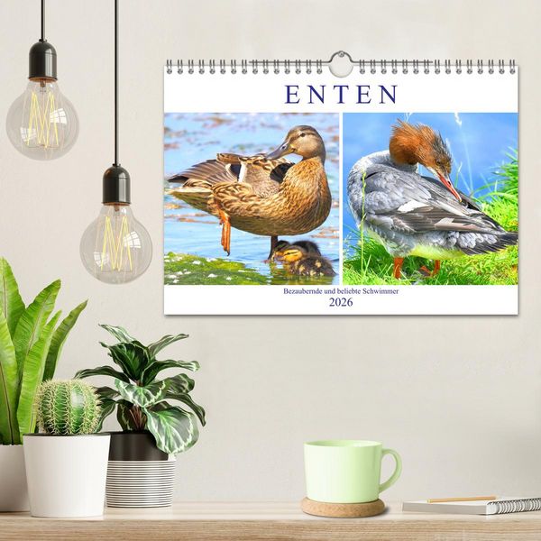 Produktbild: Enten. Bezaubernde und beliebte Schwimmer (Wandkalender 2026 DIN A4 quer), CALVENDO Monatskalender