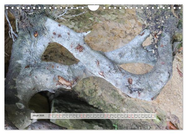 Produktbild: organische Strukturen Abstrakte Formen der Natur (Wandkalender 2026 DIN A4 quer), CALVENDO Monatskalender