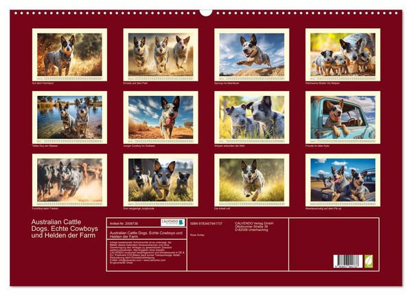 Produktbild: Australian Cattle Dogs. Echte Cowboys und Helden der Farm (Wandkalender 2026 DIN A2 quer), CALVENDO Monatskalender