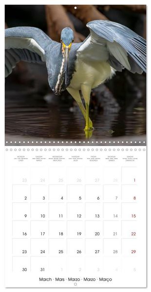 Produktbild: The beauty of herons and egrets (Wall Calendar 2026 12 &times; 12 Inch) CALVENDO 12 Month Wall Calendar