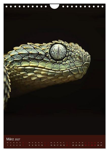 Produktbild: The Power Of Snake (Wandkalender 2027 DIN A4 hoch), CALVENDO Monatskalender