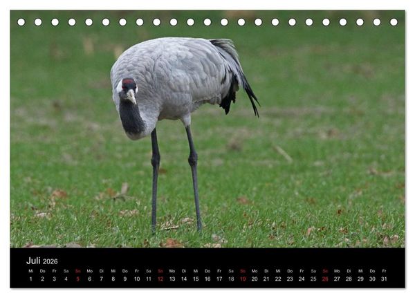 Produktbild: Kranich-Land Brandenburg (Tischkalender 2026 DIN A5 quer), CALVENDO Monatskalender