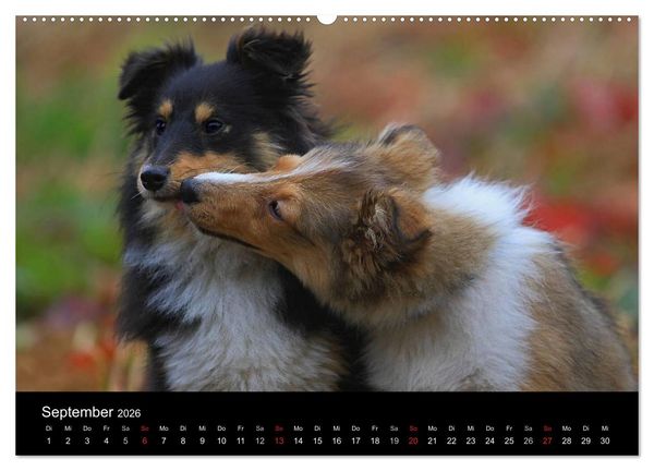 Produktbild: Shelties 2026 (Wandkalender 2026 DIN A2 quer), CALVENDO Monatskalender