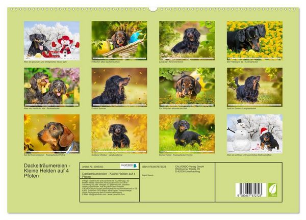 Produktbild: Dackeltr&auml;umereien - Kleine Helden auf 4 Pfoten (hochwertiger Premium Wandkalender 2026 DIN A2 quer), Kunstdruck in Hochglanz