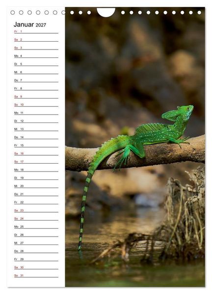 Produktbild: Costa Rica - Magische Tiere des Regenwaldes (Wandkalender 2027 DIN A4 hoch), CALVENDO Monatskalender