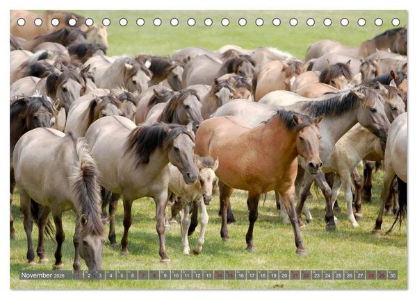 Produktbild: D&uuml;lmener Wildpferde - Wildpferde im Meerfelder Bruch (Tischkalender 2026 DIN A5 quer), CALVENDO Monatskalender