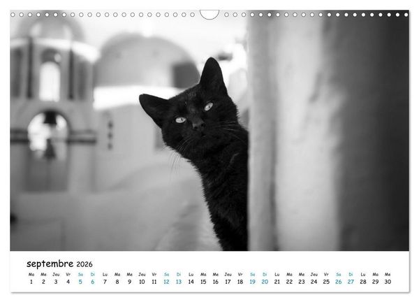 Produktbild: Chats de Santorin - Les princes d'Oia en noir et blanc (Calendrier mural 2026 DIN A3 vertical), CALVENDO calendrier mensuel