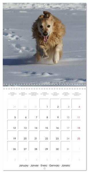 Produktbild: Happy Golden Retriever (Wall Calendar 2026 12 &times; 12 Inch) CALVENDO 12 Month Wall Calendar