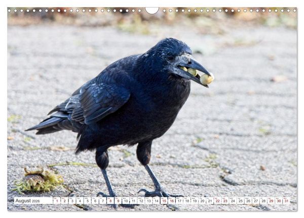 Produktbild: Corvids - Black and Beautiful (Wall Calendar 2026 DIN A3 landscape), CALVENDO 12 Month Wall Calendar