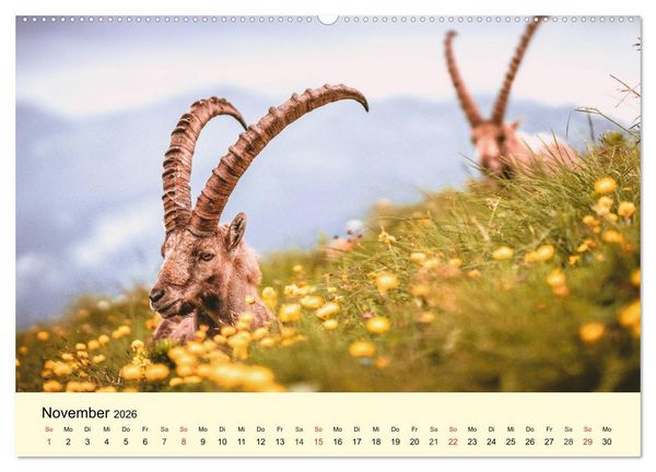 Produktbild: Scheue Wildtiere in heimischen W&auml;ldern und Bergen (hochwertiger Premium Wandkalender 2026 DIN A2 quer), Kunstdruck in Hochglanz