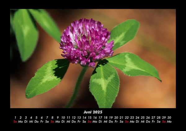 Produktbild: Blumenkalender 2025 Fotokalender DIN A3