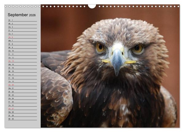 Produktbild: Adler und Greife. K&ouml;nige des Himmels (Wandkalender 2026 DIN A3 quer), CALVENDO Monatskalender
