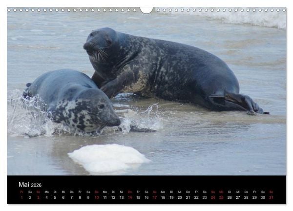 Produktbild: Verspielte Robben (Wandkalender 2026 DIN A3 quer), CALVENDO Monatskalender