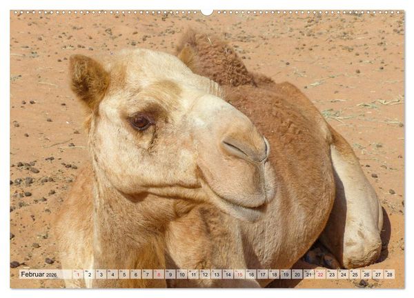 Produktbild: Oman - Impressionen (Wandkalender 2026 DIN A2 quer), CALVENDO Monatskalender