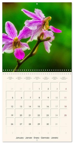 Produktbild: Phalaenopsis, la reine des Orchid&eacute;es (Calendrier mural carr&eacute; 2026 30x30 cm) Calendrier double avec une page pour vos prises de notes