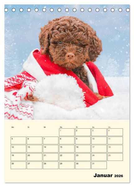 Produktbild: Jahresplaner Lagotto Romagnolo Welpen (Tischkalender 2026 DIN A5 hoch), CALVENDO Monatskalender
