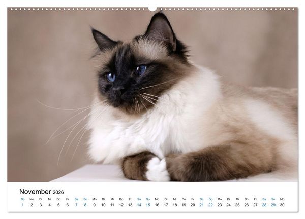 Produktbild: Heilige Birma Katzen mit traumhaft blauen Augen und wei&szlig;en Pf&ouml;tchen (Wandkalender 2026 DIN A2 quer), CALVENDO Monatskalender