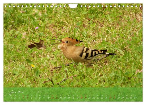 Produktbild: Wilde Toskana - von Ren&eacute; Schaack (Wandkalender 2026 DIN A4 quer), CALVENDO Monatskalender