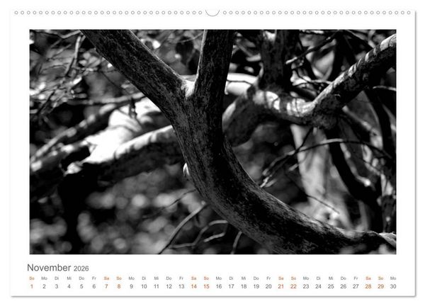 Produktbild: Quo Vadis? W&auml;lder und Wege in der R&ouml;hn, L&uuml;neburger Heide und der Mecklenburgischen Seenplatte (Wandkalender 2026 DIN A2 quer), CALVENDO Monatskalender