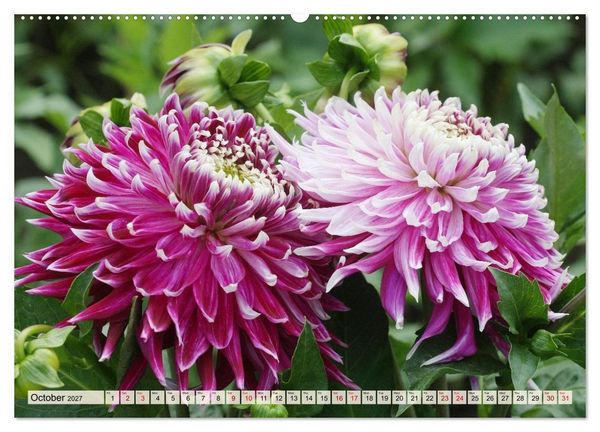 Produktbild: Fascinating Dahlias (High Quality Premium Wall Calendar 2027 DIN A2 landscape),CALVENDO 12 Month Wall Calendar