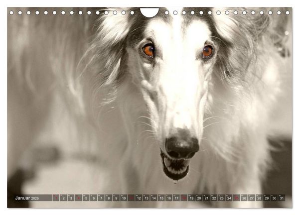 Produktbild: Windhunde eye-catcher (Wandkalender 2026 DIN A4 quer), CALVENDO Monatskalender