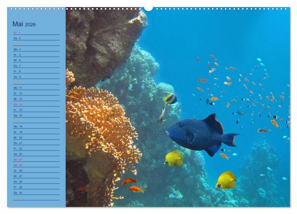 Produktbild: Momente im Blau - Ein Terminplaner f&uuml;r Unterwasser-Freunde (Wandkalender 2026 DIN A2 quer), CALVENDO Monatskalender