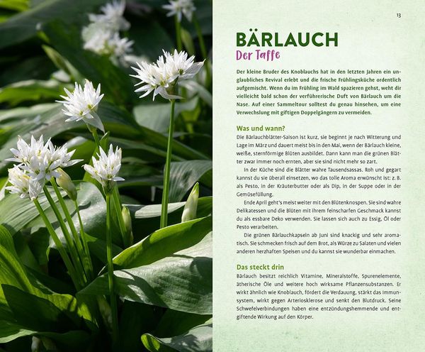 Produktbild: Wild und wunderbar: die 13 besten Wildkr&auml;uter