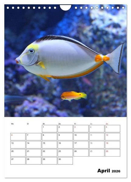 Produktbild: Zauberwelt. Fische, Korallen und Co. (Wandkalender 2026 DIN A4 hoch), CALVENDO Monatskalender