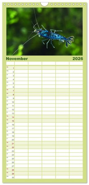 Produktbild: Familienplaner 2026 - Dwarf Shrimps - kleine Garnelen mit 5 Spalten (Wandkalender, 21 x 45 cm) CALVENDO