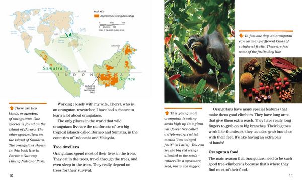 Produktbild: Face to Face with Orangutans