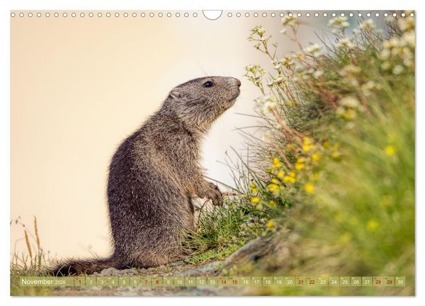 Produktbild: Tiere der Alpen - Murmeltier-Kinder (Wandkalender 2026 DIN A3 quer), CALVENDO Monatskalender